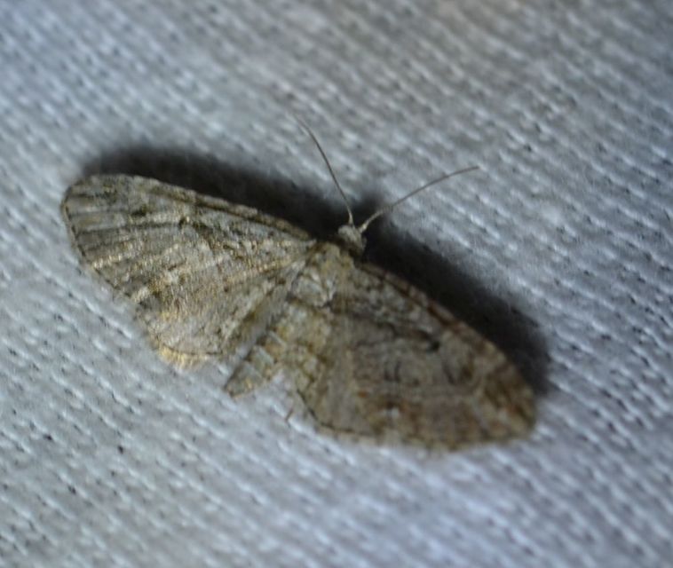 Eupithecia ericeata - feketefenyő-törpearaszoló