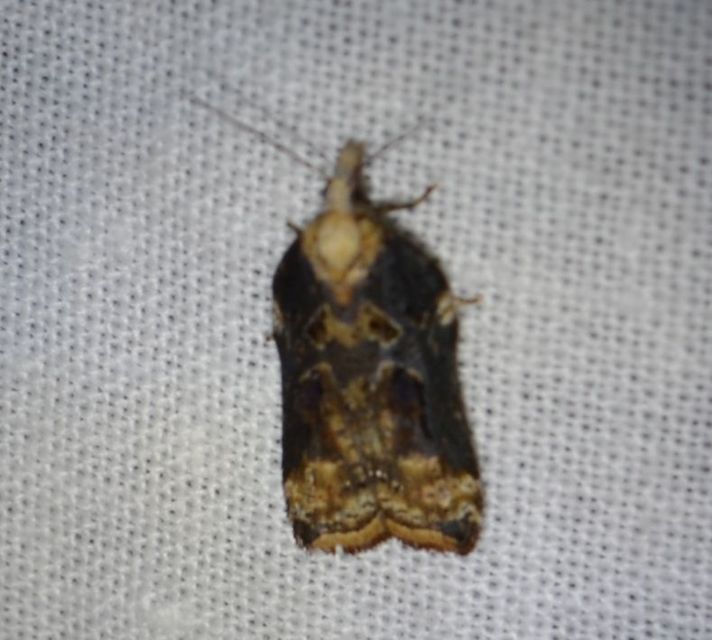 Acleris cristana - pamacsos levélmoly