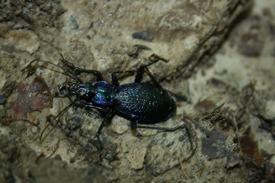 Carabus intricatus - kék laposfutrinka