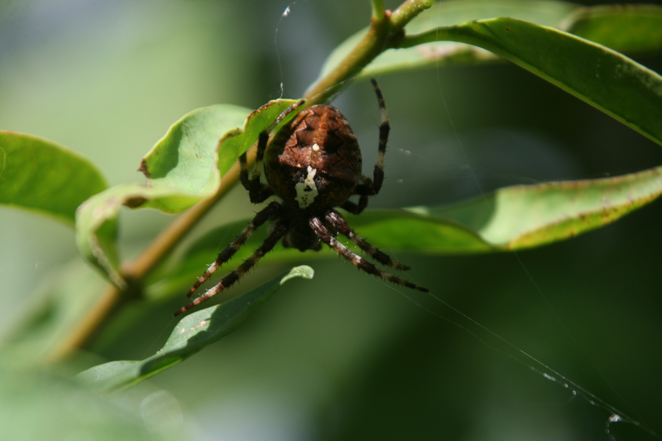 Araneus circe/angulatus