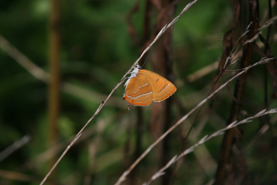 Thecla betulae - nyírfalepke