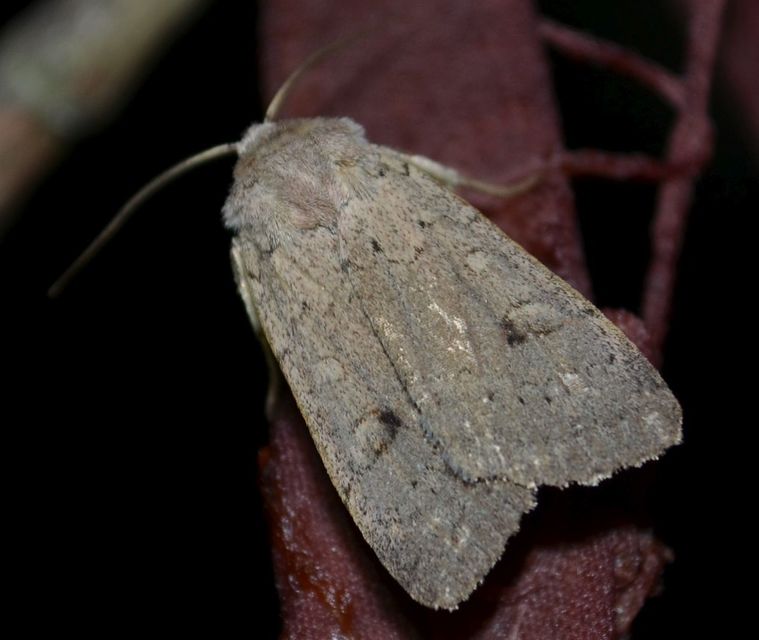 Xestia castanea michaeli - csarabos fűbagoly