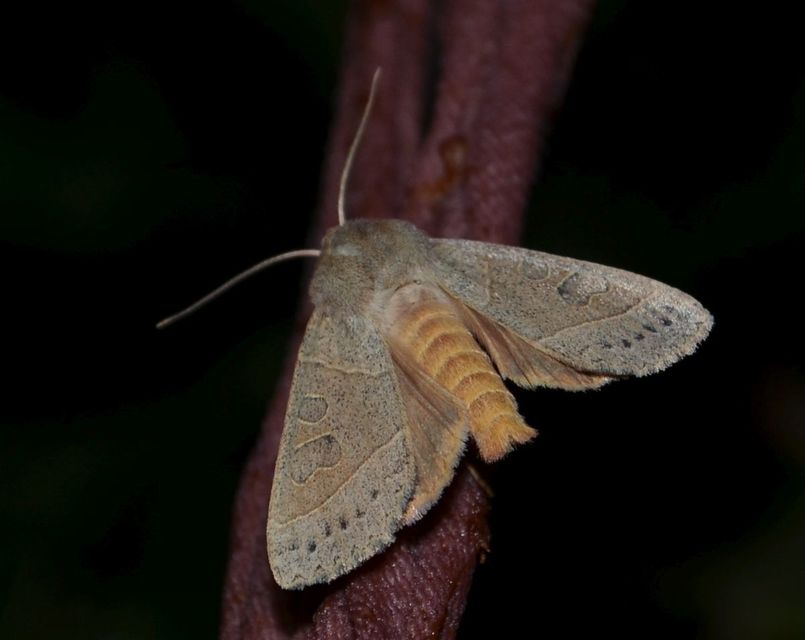 Mesogona acetosellae - madársóskabagoly
