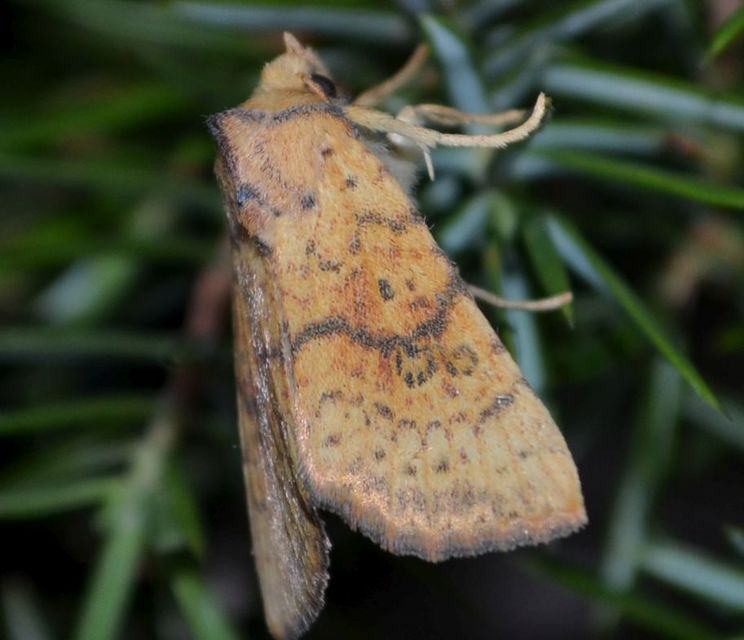 Tiliacea sulphurago - kénes sárgabagoly