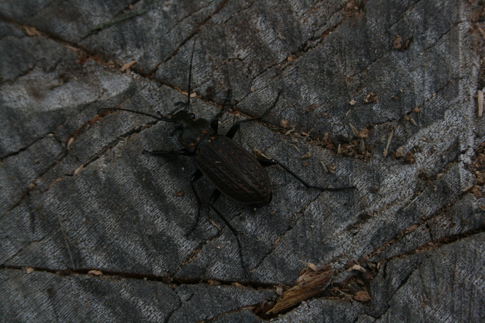 Carabus granulatus - mezei futrinka