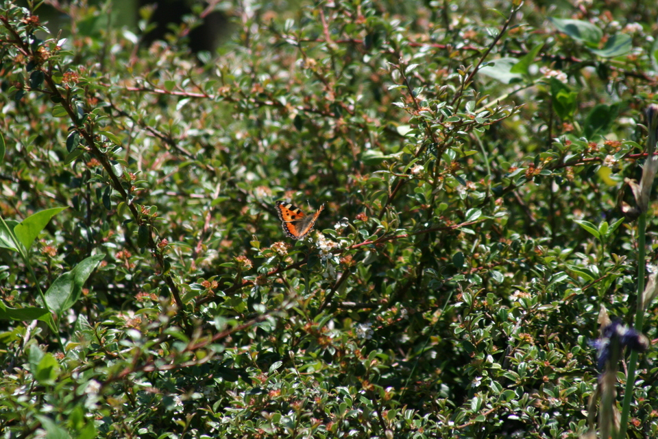 Nymphalis urticae - kis rókalepke