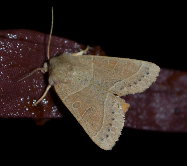 Mesogona acetosellae - madársóskabagoly
