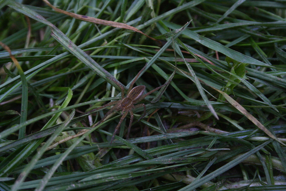 Dolomedes plantarius/fimbriatus