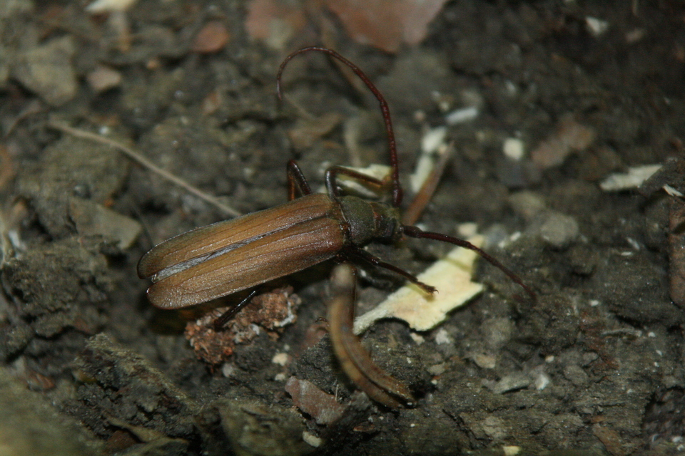 Aegosoma scabricorne - diófacincér