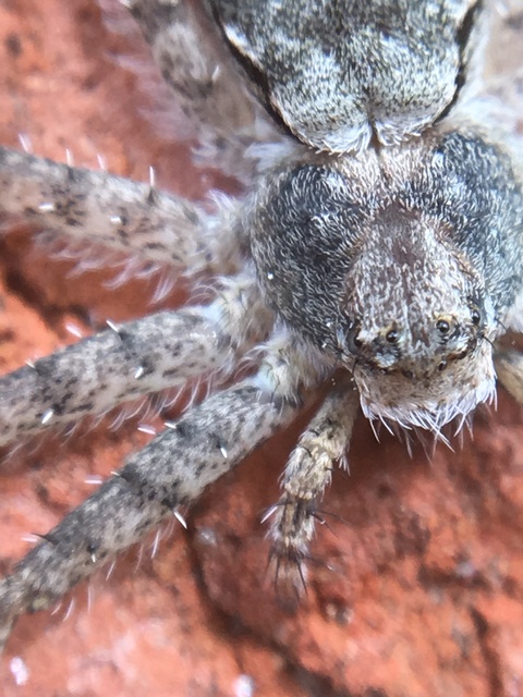 Philodromus poecilus - cifra karolópók