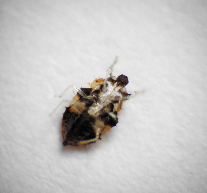 Corythucha arcuata - tölgy-csipkéspoloska