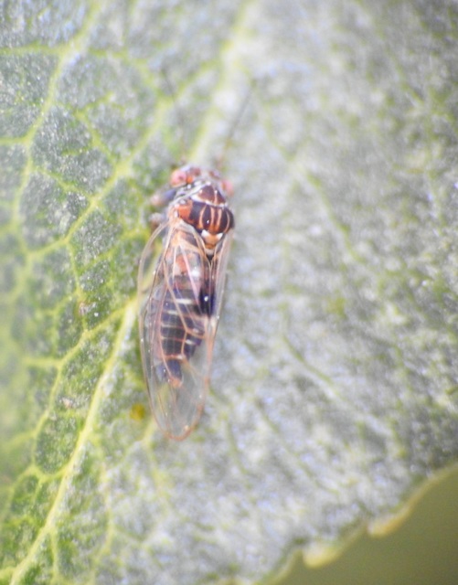 Psyllidae
