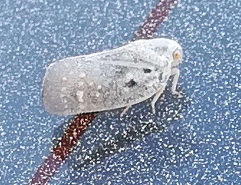 Metcalfa pruinosa - amerikai lepkekabóca