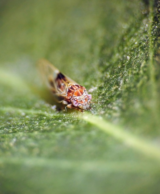 Psyllidae