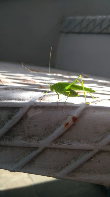 Phaneroptera nana - pontozott repülőszöcske