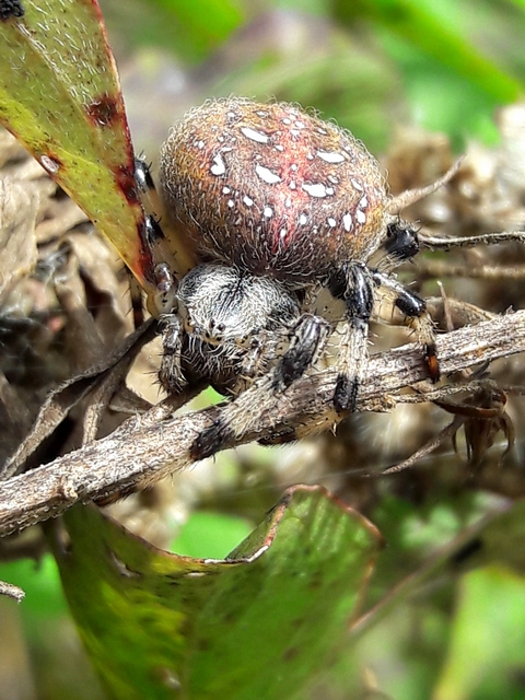 Araneus quadratus - négyes keresztespók