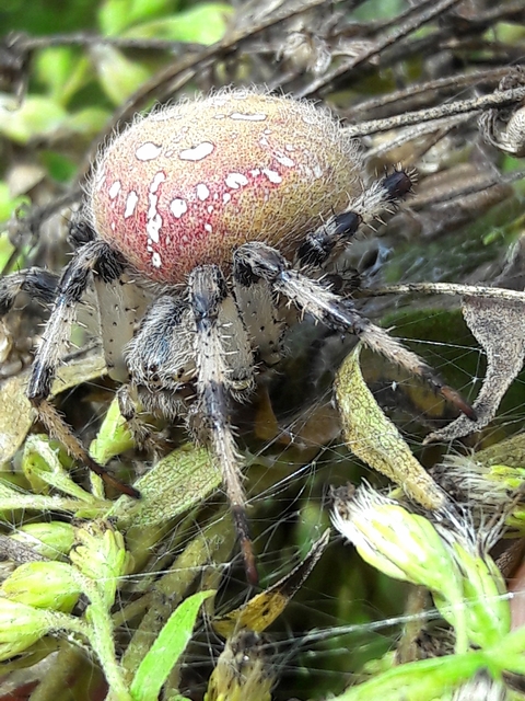 Araneus quadratus - négyes keresztespók