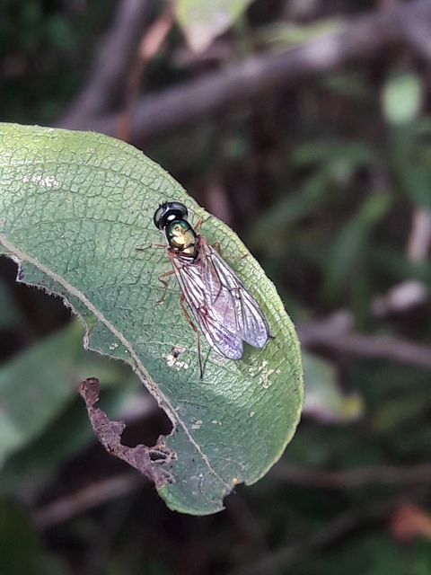 Sargus bipunctatus - kétpettyes fémeslégy