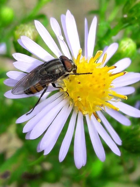 Stomorhina lunata - sáskaparazita légy