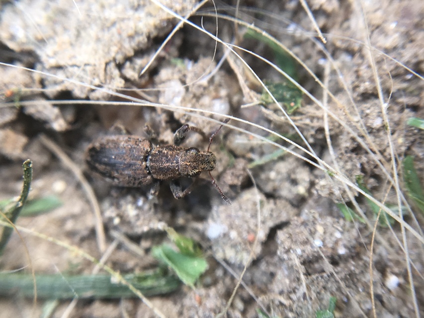 Sitona obsoletus - sárga csipkézőbogár