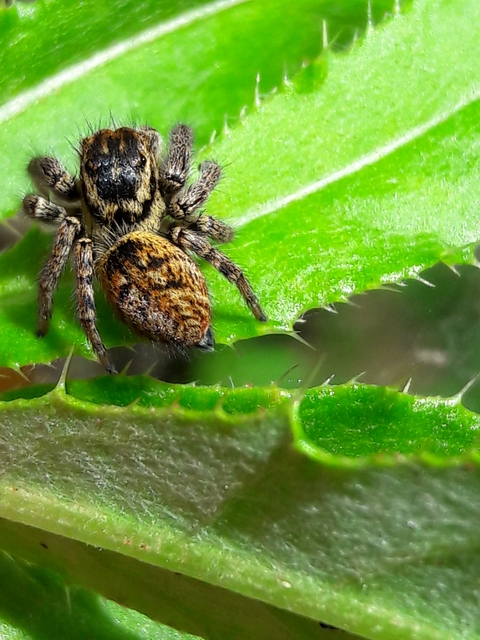 Carrhotus xanthogramma - rozsdás ugrópók
