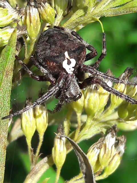 Araneus circe/angulatus