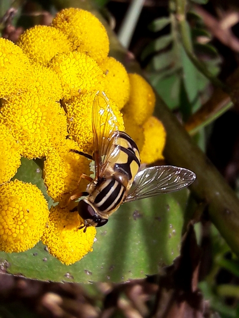Helophilus