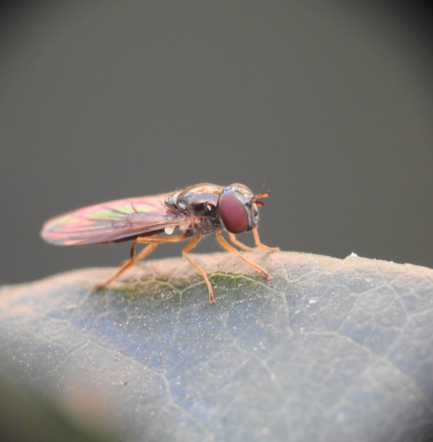 Syrphidae - zengőlegyek
