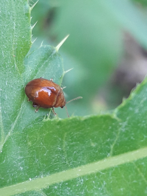 Sphaeroderma testaceum - tojásdad bogáncs-földibolha