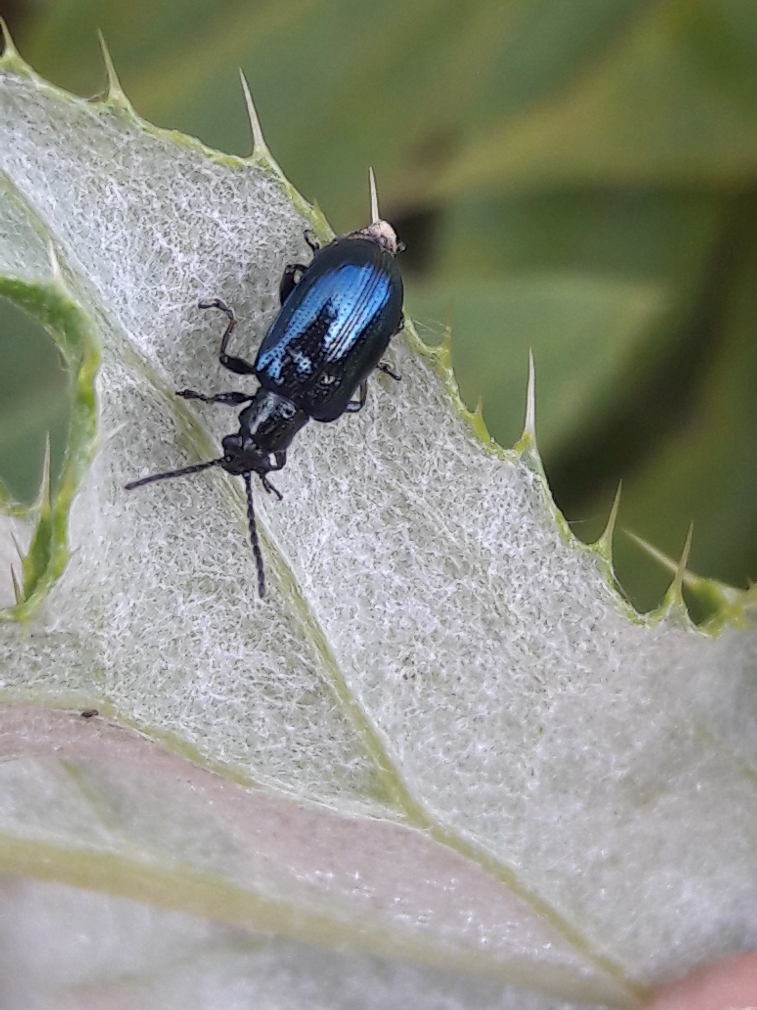 Lema cyanella - kék aszatbogár