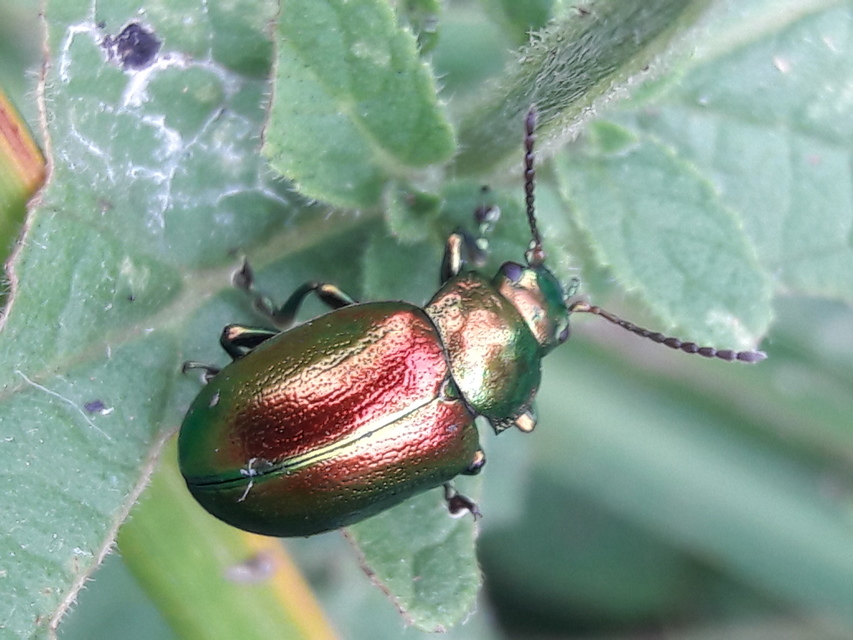 Chrysolina graminis - zöld varádicslevelész
