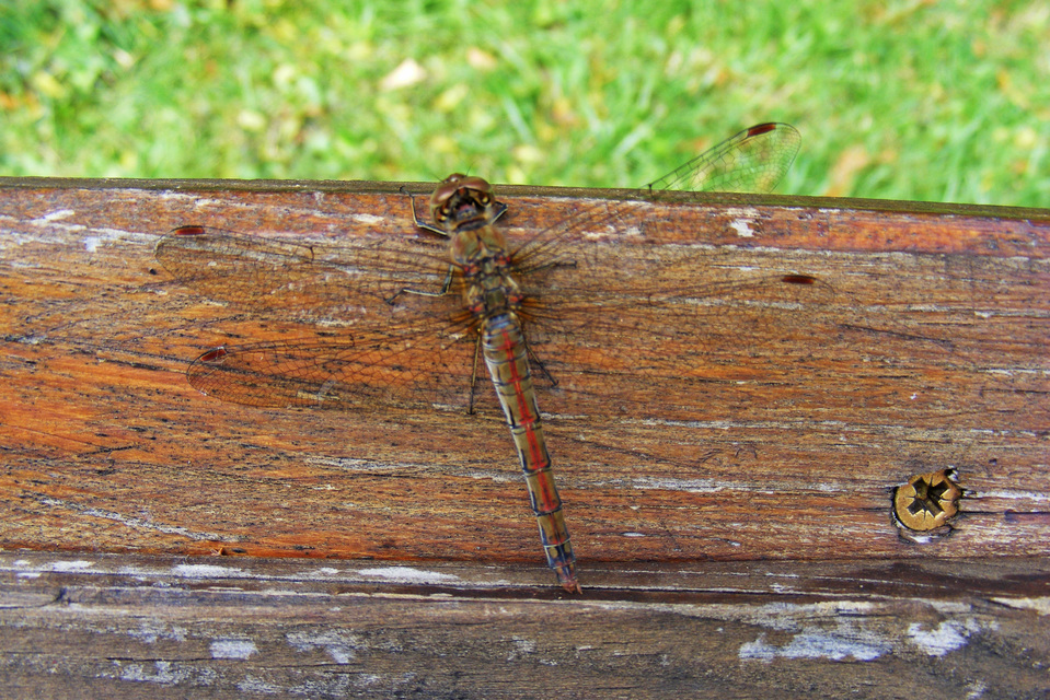 Sympetrum striolatum - harántsávos katona-szitakötő