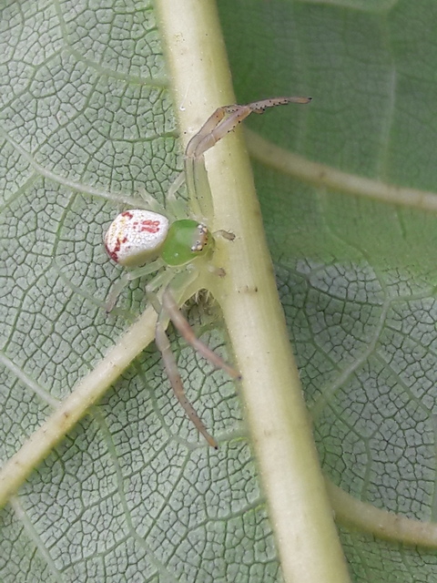 Ebrechtella tricuspidata - alakoskodó karolópók