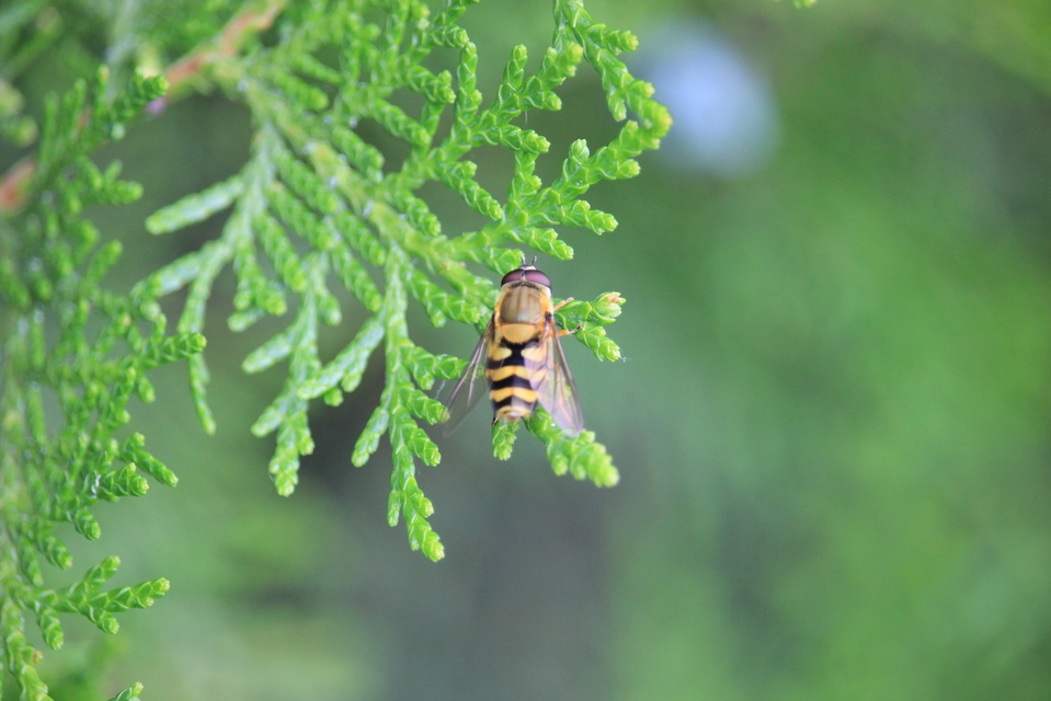 Syrphus