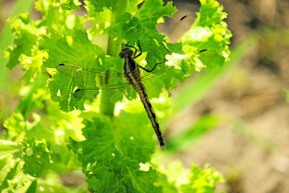 Orthetrum albistylum - fehérfarkú pásztorszitakötő