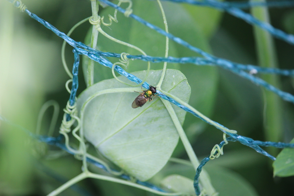 Microchrysa polita - feketecsápú fémeslégy