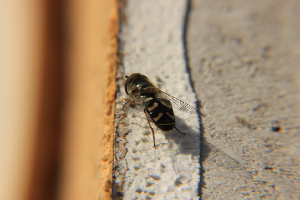 Scaeva pyrastri - gyakori nagyhomlokúlégy