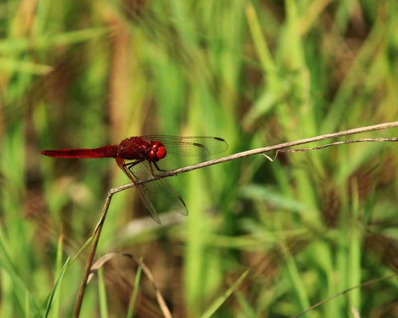 Crocothemis erythraea - skarlát szitakötő
