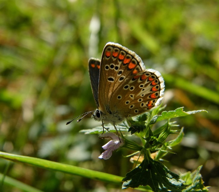 Aricia agestis - szerecsenboglárka