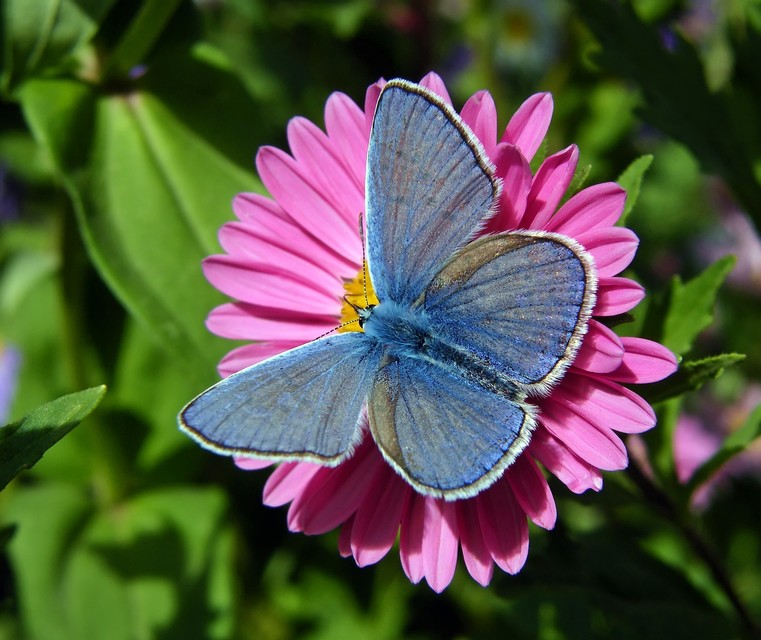 Polyommatus icarus - közönséges boglárka
