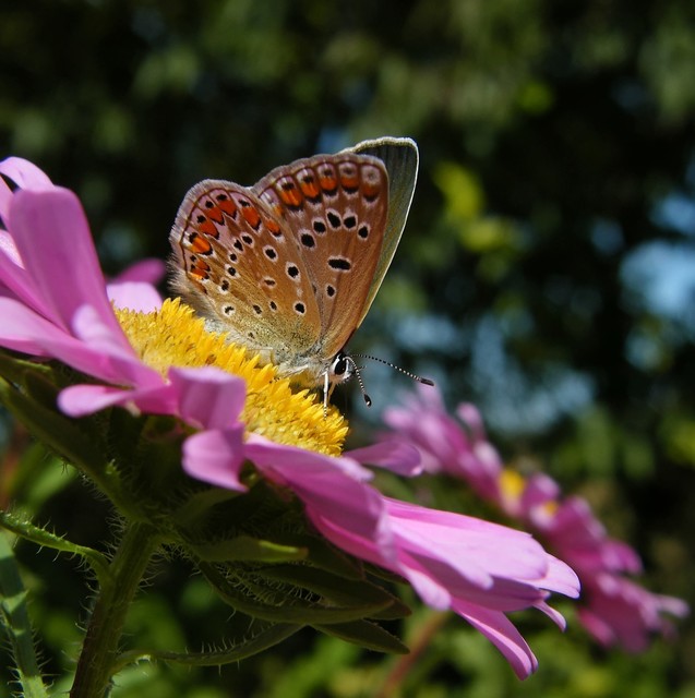 Polyommatus icarus - közönséges boglárka