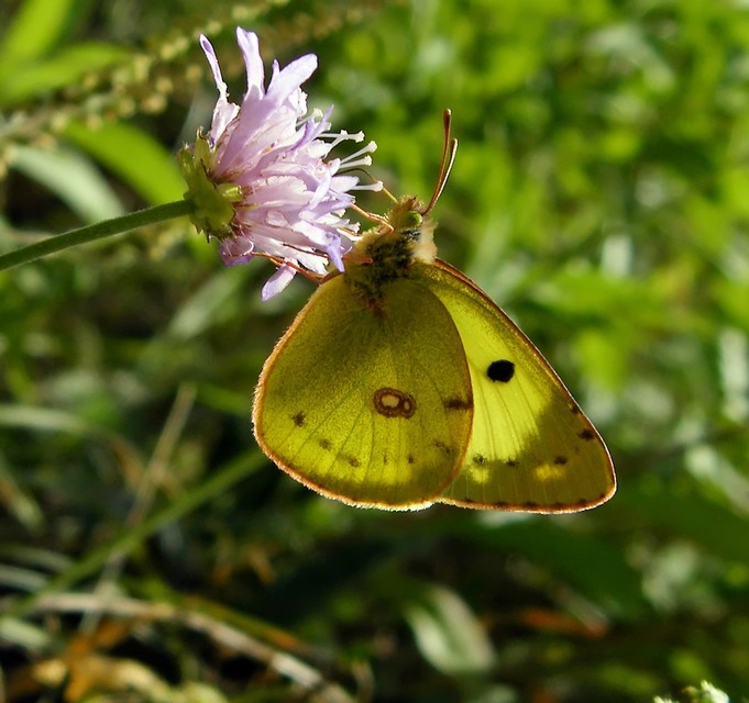 Colias erate - csángó-kéneslepke