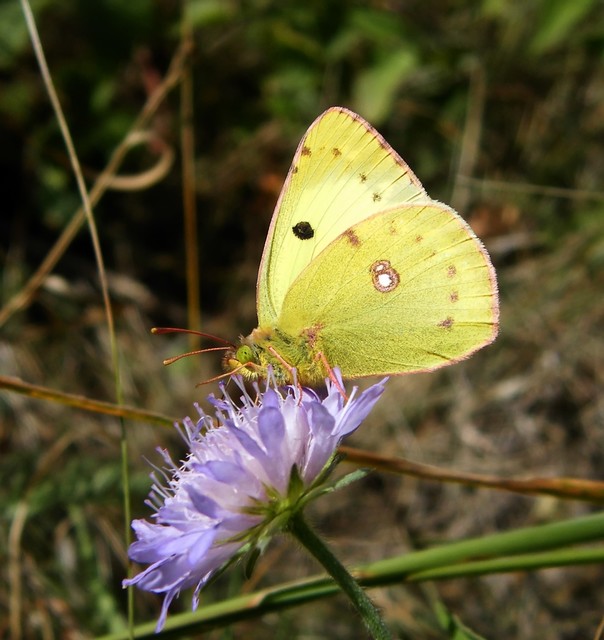 Colias erate - csángó-kéneslepke