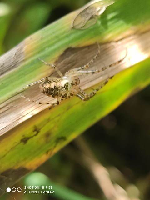 Metellina segmentata/mengei