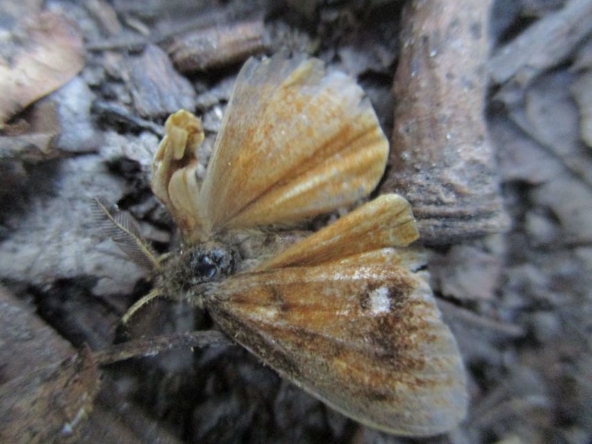 Orgyia antiqua - rozsdabarna kisszövő Orgyia antiqua - rozsdabarna kisszövő