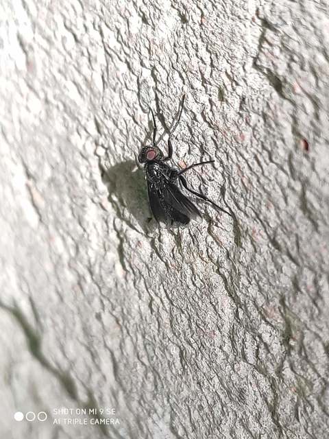 Melanophora roralis