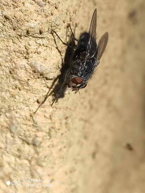 Calliphora vicina - kék dongólégy