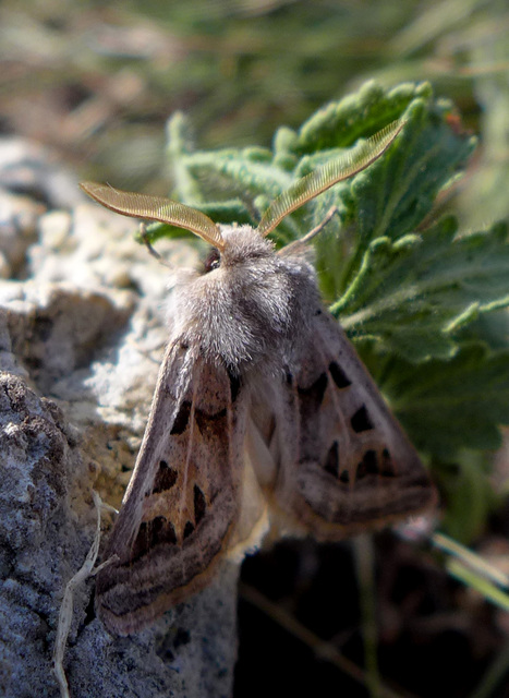 Episema glaucina - fogasjegyű liliombagoly