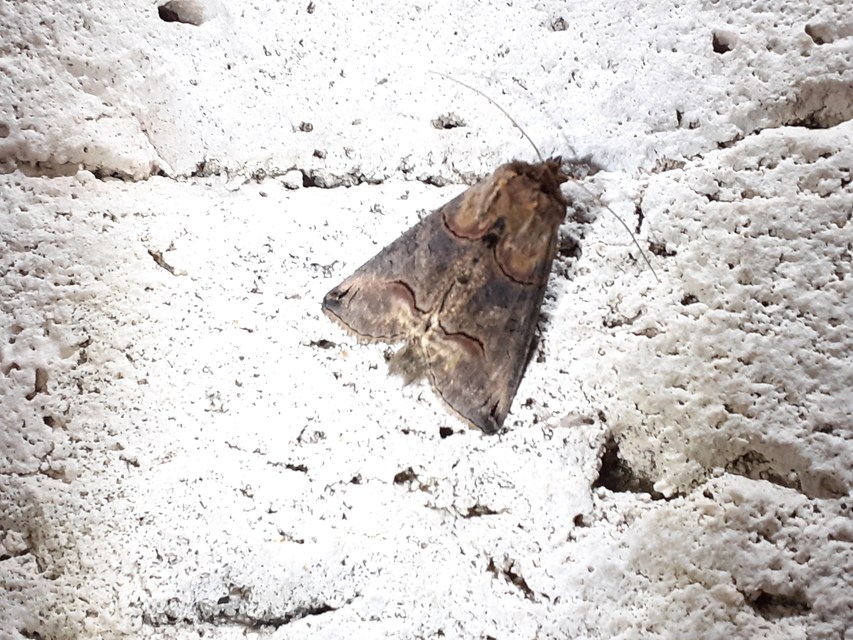 Abrostola triplasia - közönséges csalánbagoly