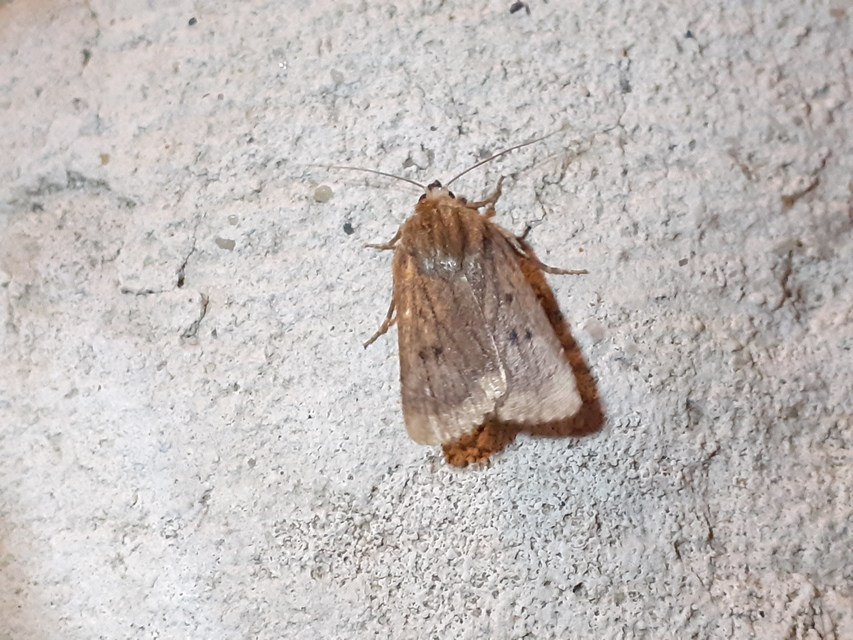 Amphipyra tragopoginis - bakszakállbagoly
